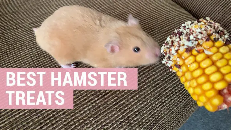 hamsters favourite treats