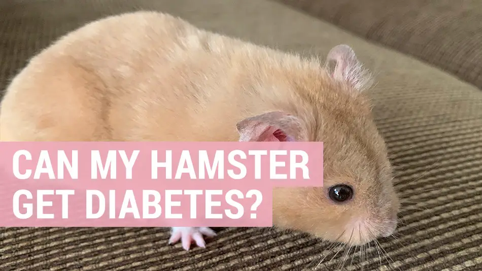 can my hamster get diabetes