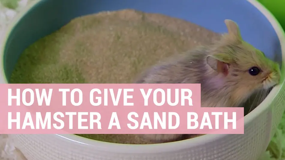 how to give your hamster a sand bath