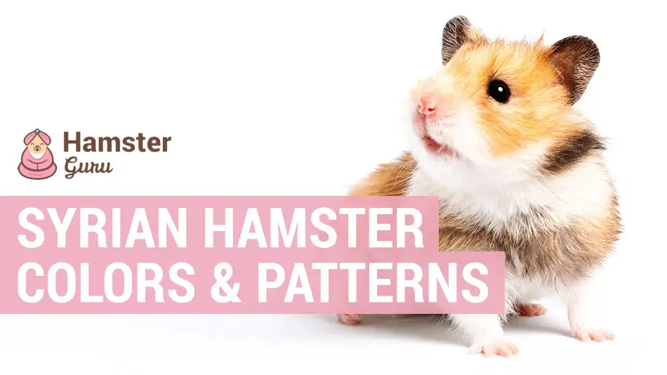 syrian hamster colors and patterns