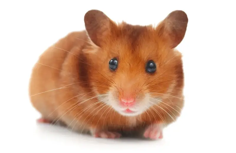 what does a syrian hamster look like?