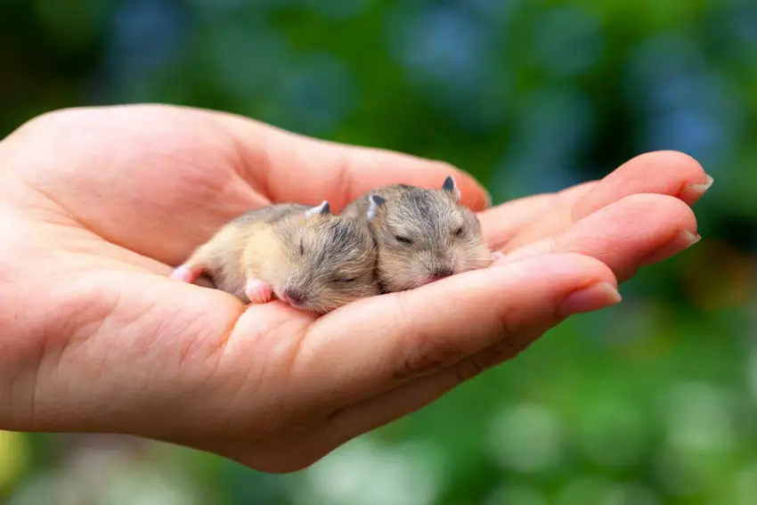 baby hamsters