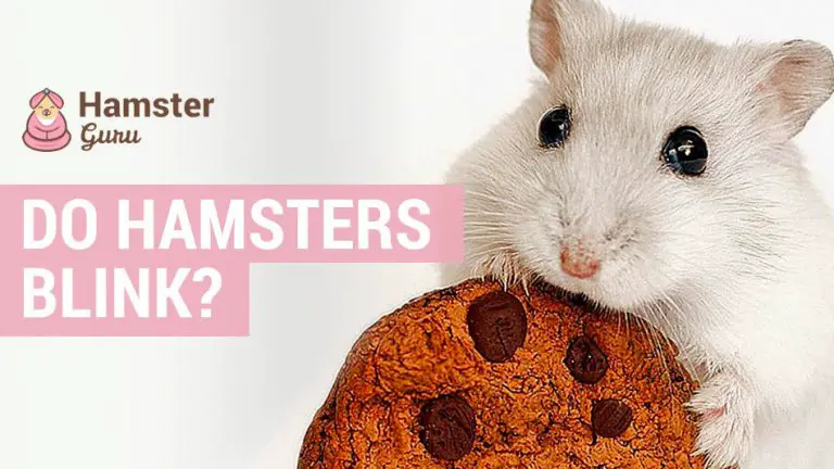 do hamsters blink