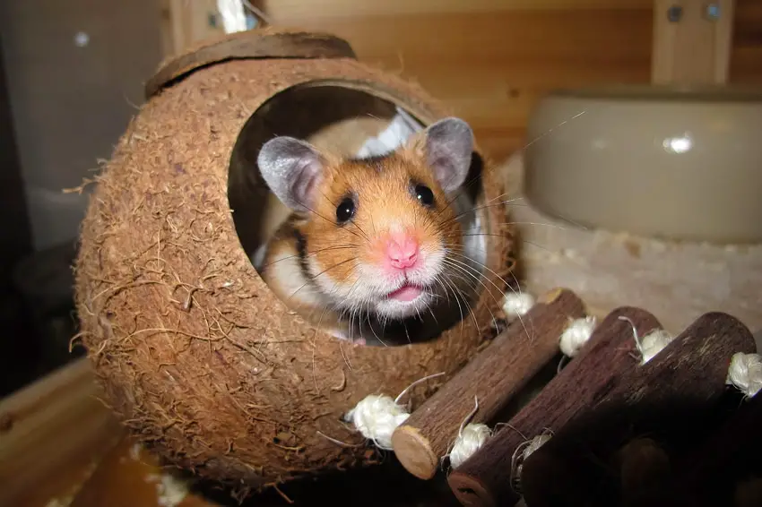 hamster in a coconut house