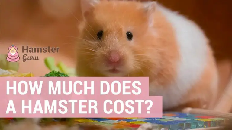 how much does a hamster cost
