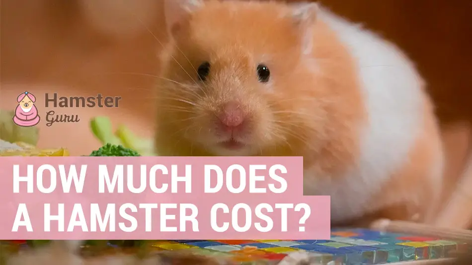 How much does a hamster cost? True cost of owning one for life
