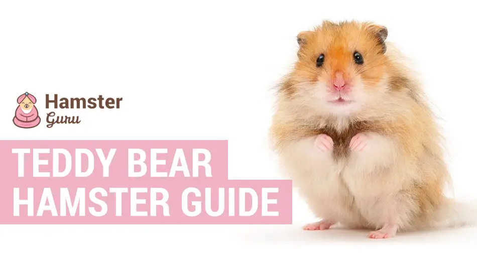 Teddy Bear Hamster Care, Lifespan, Size - Petsium