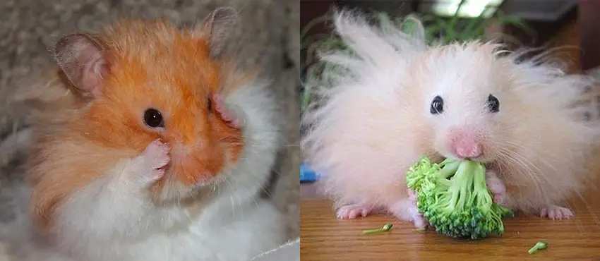 long haired teddy hamster