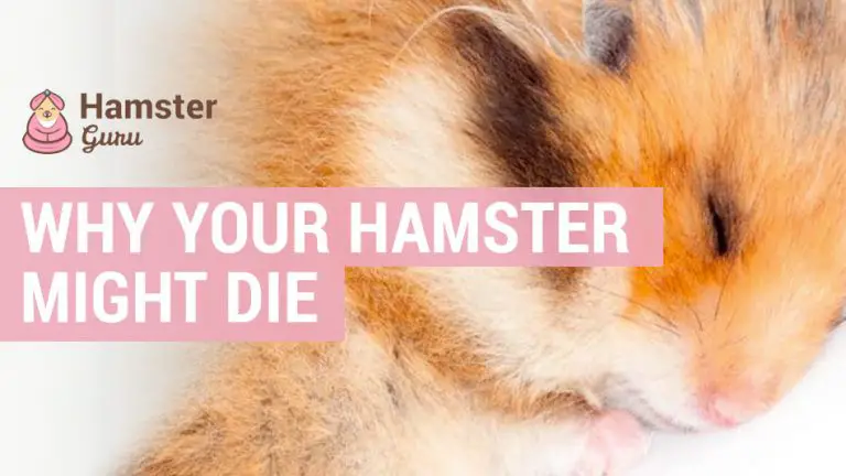 why your hamster might die