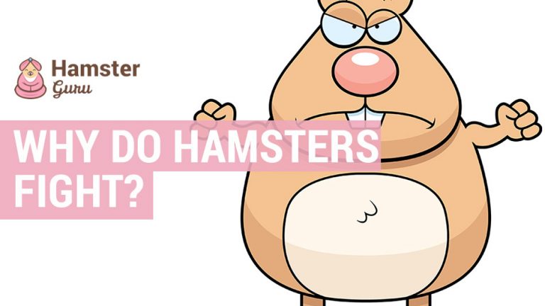 why do hamsters fight