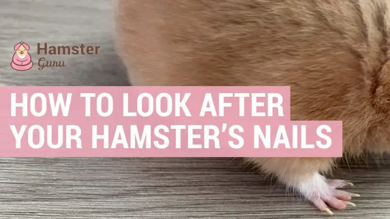 how to look after your hamsters nails