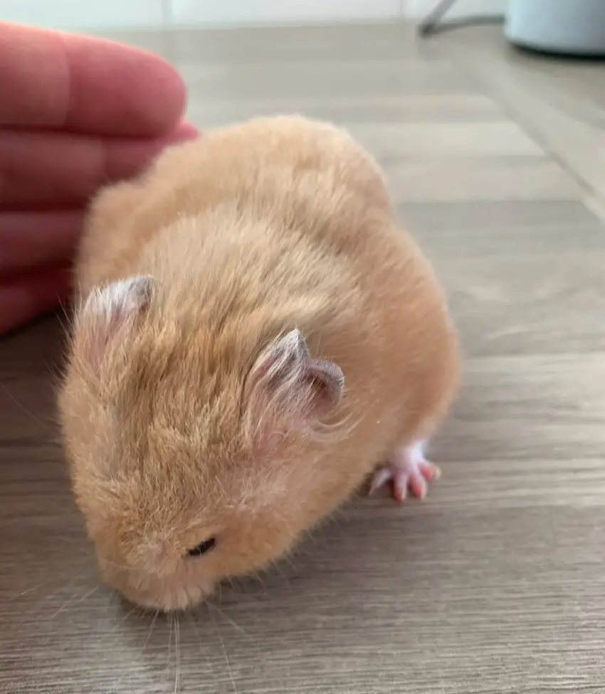 Oscar our hamster with long nails