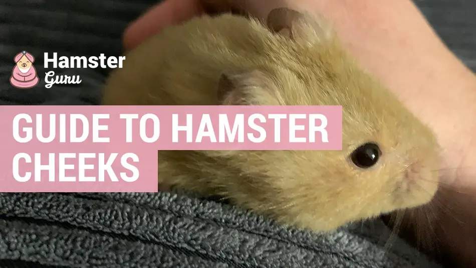 hamster cheeks