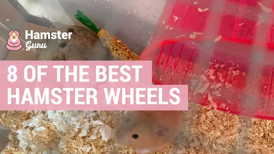 best hamster wheels