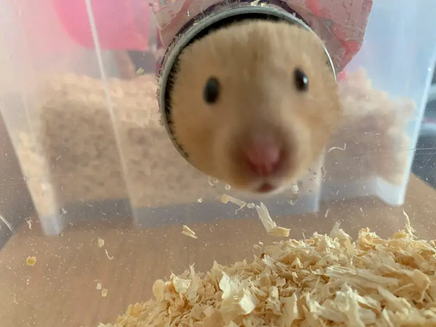 how far can hamsters smell