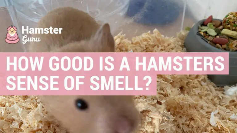 how much can hamsters smell