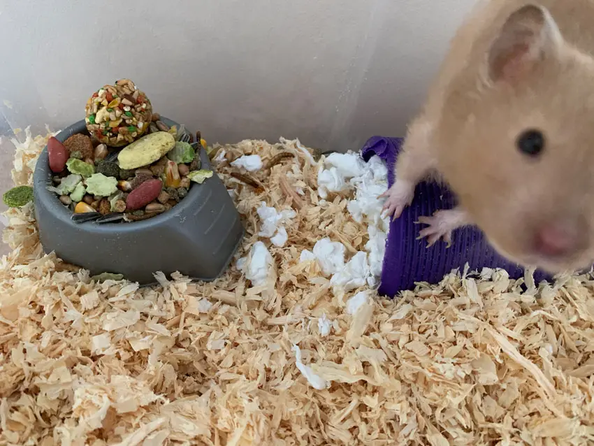 different types of hamster bedding