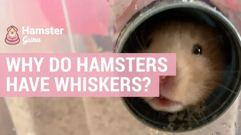 why do hamsters have whiskers