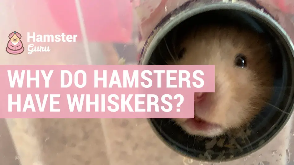why do hamsters have whiskers
