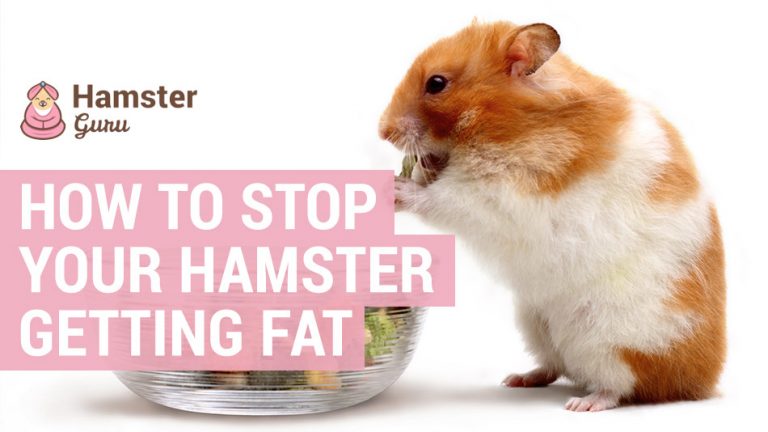 how to stop a hamster getting fat