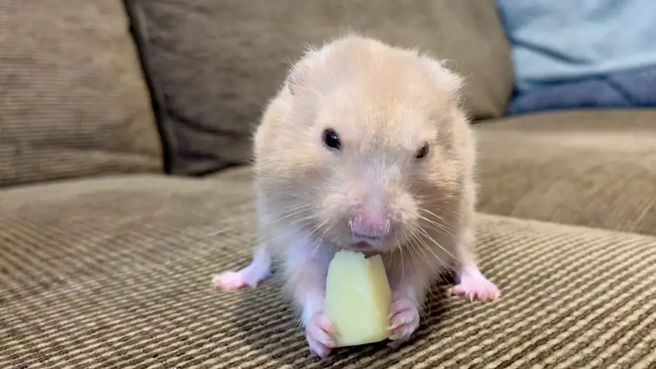 syrian hamster eating cheese