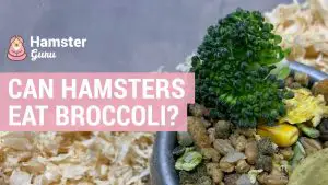 can hamsters eat broccoli