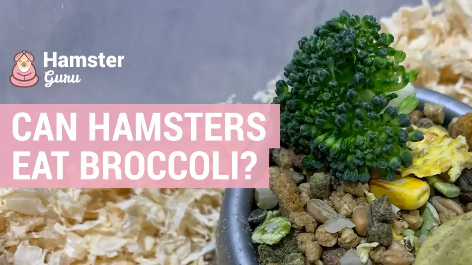 can hamsters eat broccoli