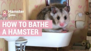 How To Bathe A Hamster