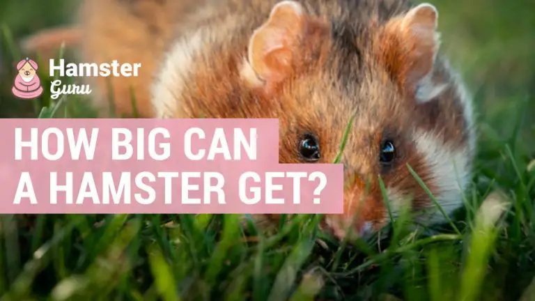 How big can a hamster get