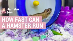 How fast can a hamster run
