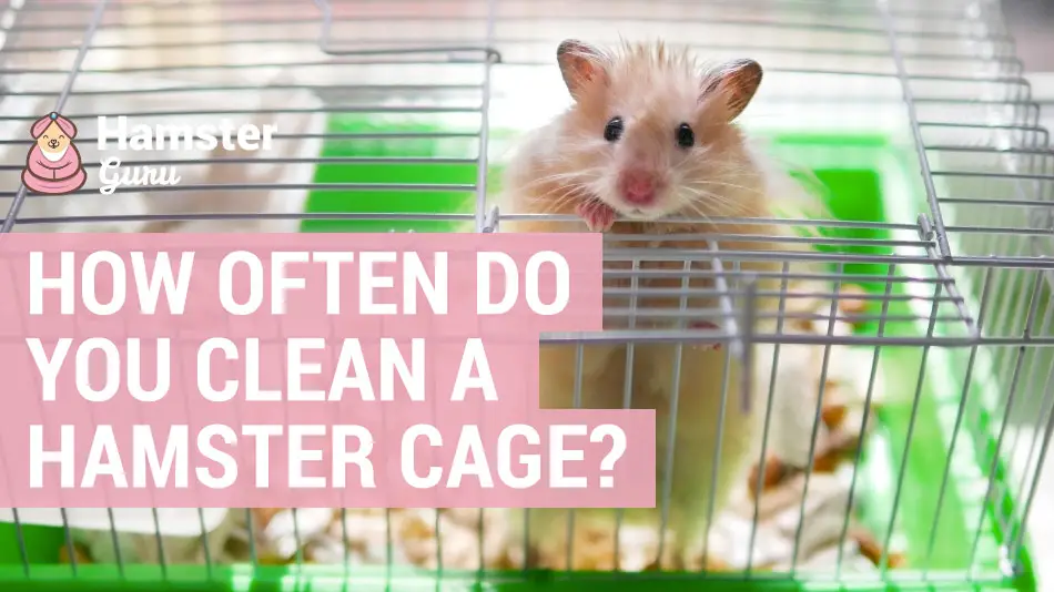 How often do you clean a hamster cage