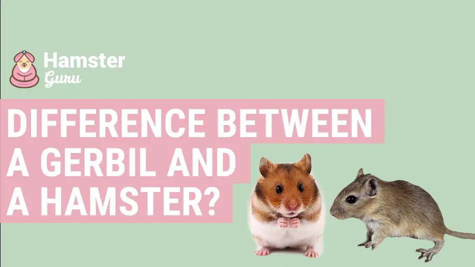 What is the difference between a gerbil and a hamster?