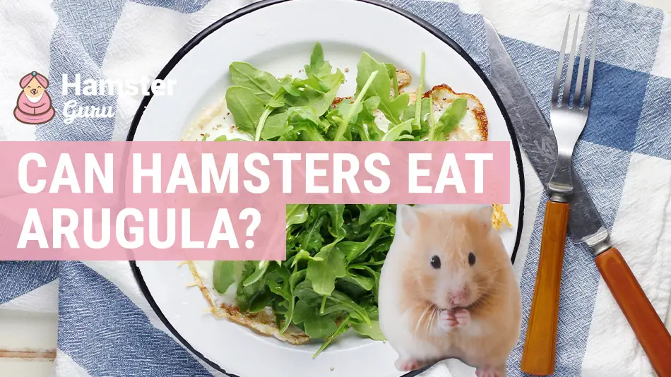 can hamsters eat arugula