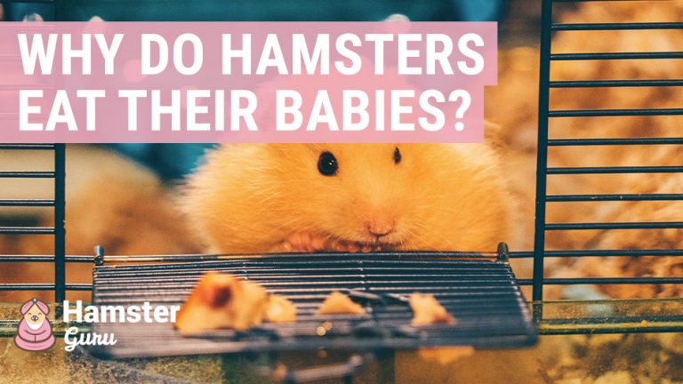 why do hamsters eat their newborn babies- hamster guru