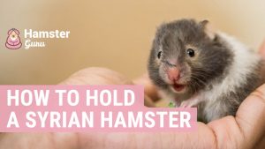 how to hold a syrian hamster- Hamster guru