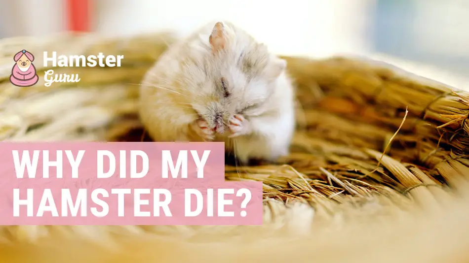 why did my hamster die?- Hamster Guru