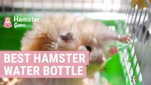 What is the best hamster water bottle?
