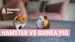 What is the difference between a guinea pig and a hamster?