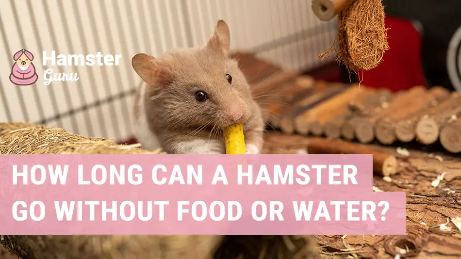 How long can a hamster go without eating or drinking?