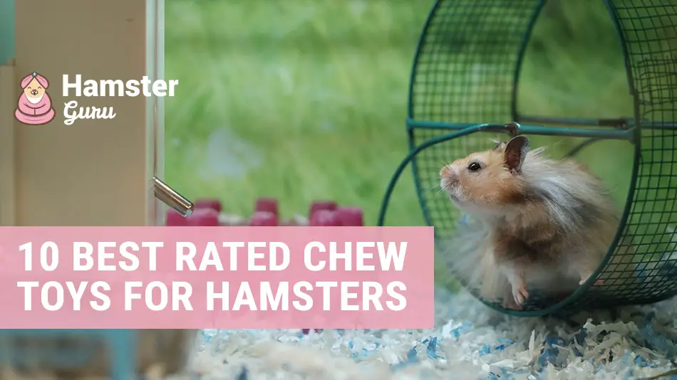 10 best chew toys for hamsters