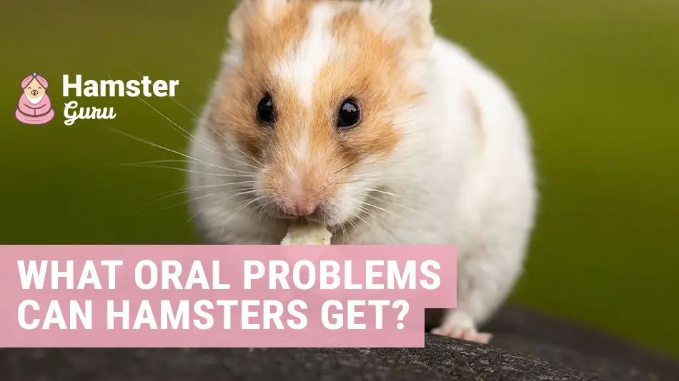 What oral problems can hamsters get?